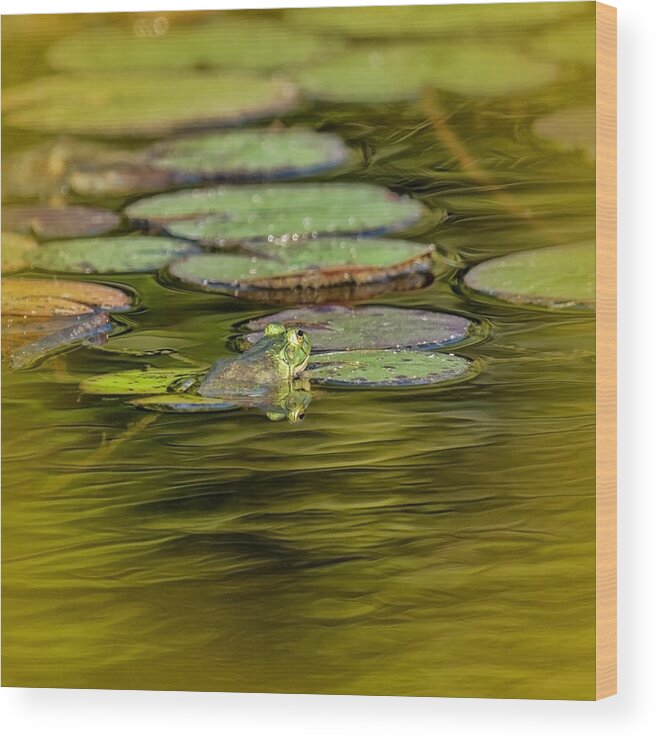 Frog Wood Print featuring the photograph Frog and Lily Pad by Cathy Kovarik