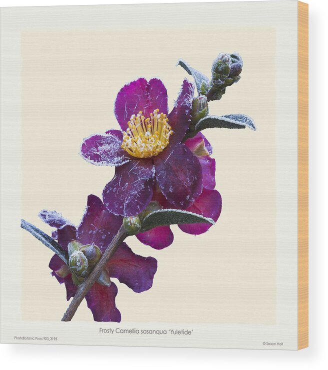 Frost Wood Print featuring the photograph Frost on Camellia sasanqua 'Yuletide' by Saxon Holt