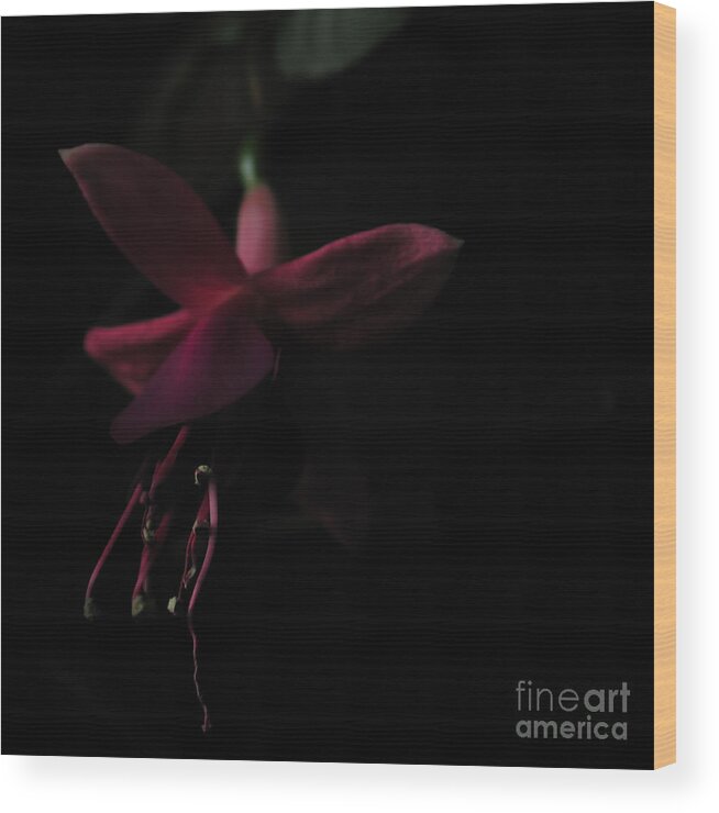 Fuchsia Wood Print featuring the photograph Fuchsia Blossom Dark Close-up by Kathi Shotwell