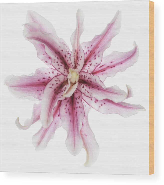 Funky Lily Wood Print featuring the photograph Funky Lily by Patty Colabuono