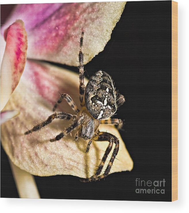Animals Wood Print featuring the photograph Garden cross spider by Joerg Lingnau