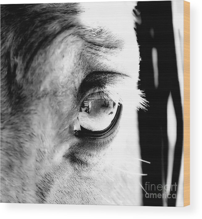 Equine Wood Print featuring the photograph Gate Expression by Nina Corbitt