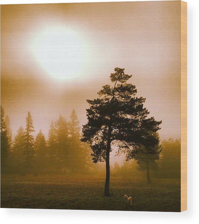 Beautiful Wood Print featuring the photograph Morning Light by Blenda Studio