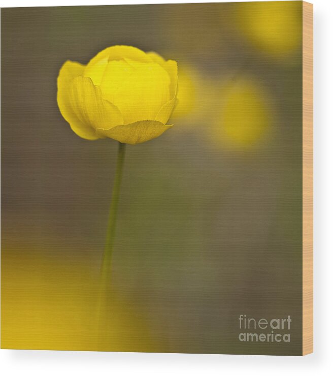 Ranunculaceae Wood Print featuring the photograph Globe Flower by Heiko Koehrer-Wagner