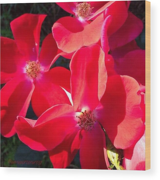 Glowing Wood Print featuring the photograph Glowing Red Roses by Anna Porter