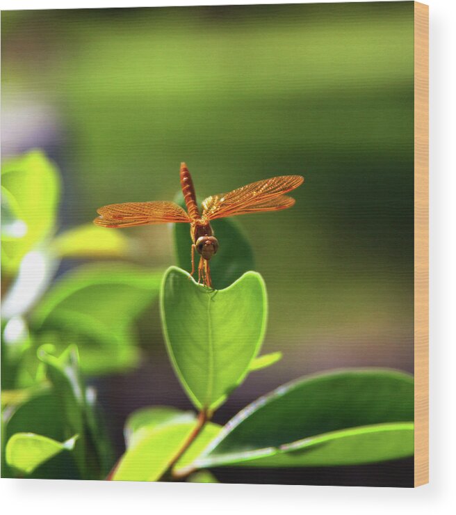 Dragonfly Wood Print featuring the photograph Golden Confidence 24 x 24 by James Knight