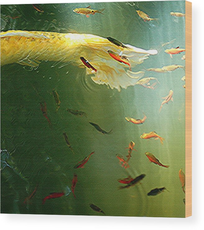 Underwater Wood Print featuring the photograph Golden Fluted Koi Tail And Ruby Barbs by Amazing Images By Jungle Mama!
