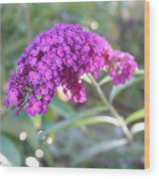 Purple Wood Print featuring the photograph Good Morning Purple Butterfly Bush by Anna Porter