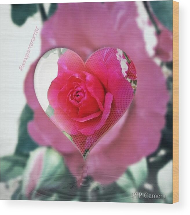 Valentine's Day Rose Wood Print featuring the photograph Valentine's Day Rose by Anna Porter