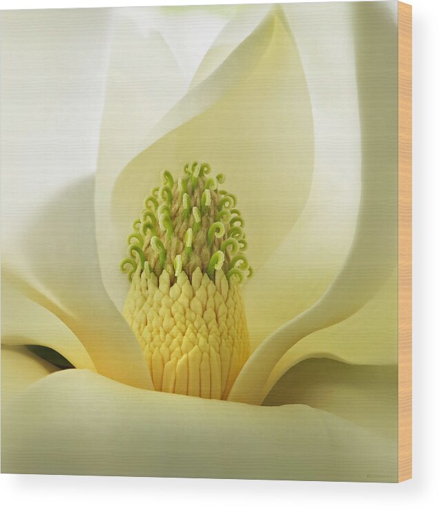 Flora Wood Print featuring the photograph Grandiflora Magnolia by Deborah Smith