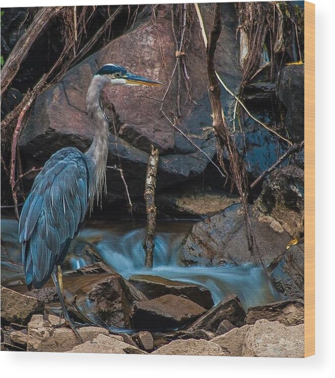  Wood Print featuring the photograph Great Blue Heron - Long Exposure (.8 by Tony Delsignore