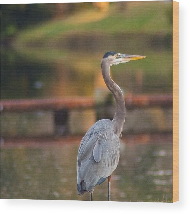  Wood Print featuring the photograph Great Blue Heron, Hilton Head, South by Tony Delsignore