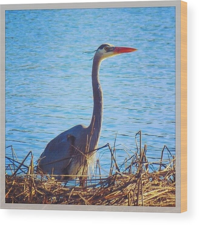 Whatschirping Wood Print featuring the photograph Great Blue Heron, Photo Taken In by Amy Coomber Eberhardt