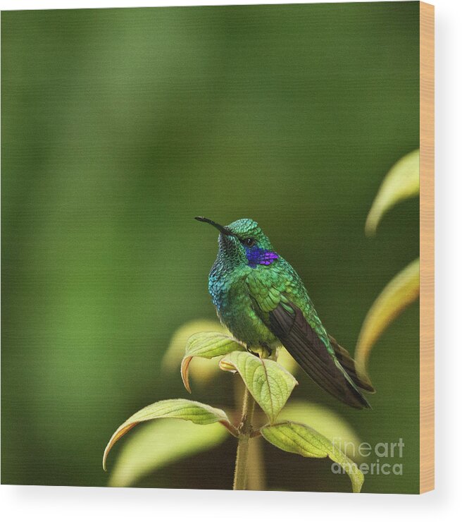 Bird Wood Print featuring the photograph Green Violetear Hummingbird by Heiko Koehrer-Wagner