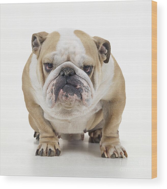 Dog Wood Print featuring the photograph Grumpy Bulldog by John Daniels