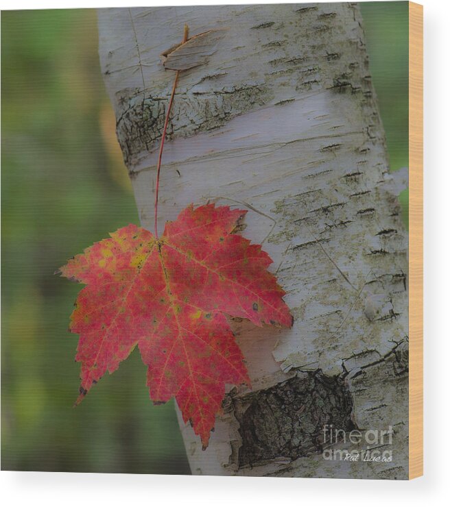 Maple Wood Print featuring the photograph Hanging in there by Pat Lucas