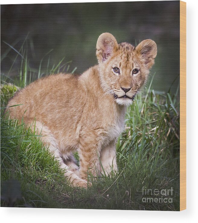 Lion Wood Print featuring the photograph Happy Baby by Sonya Lang
