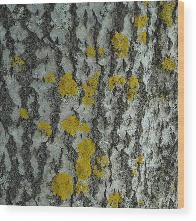 Nature Wood Print featuring the photograph Harlequin by Catherine Arcolio
