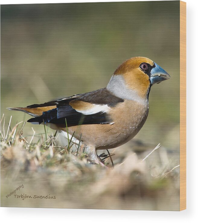 Hawfinch's Profile Square Wood Print featuring the photograph Hawfinch's Profile Square by Torbjorn Swenelius