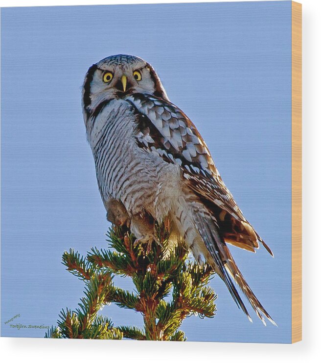 Hawk Owl Square Wood Print featuring the photograph Hawk Owl square by Torbjorn Swenelius