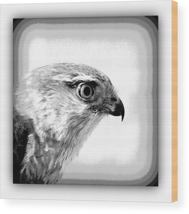 Hawk Wood Print featuring the photograph Hawk - Raptor by Travis Truelove