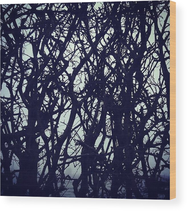 Nature Wood Print featuring the photograph Hedges at Dawn by Nic Squirrell