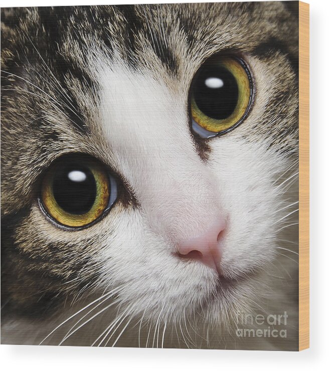 Acat Wood Print featuring the photograph Here Kitty Kitty Close Up by Andee Design