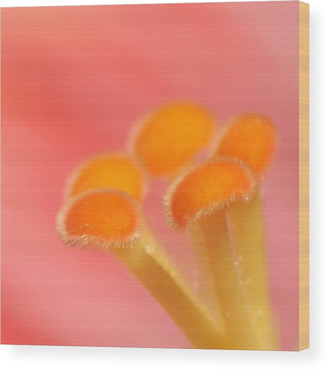 Macro Wood Print featuring the photograph Hibiscus Center Macro by Chris Anderson