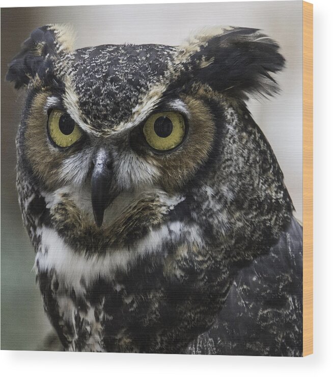Birds Wood Print featuring the photograph Horned Owl by Donald Brown