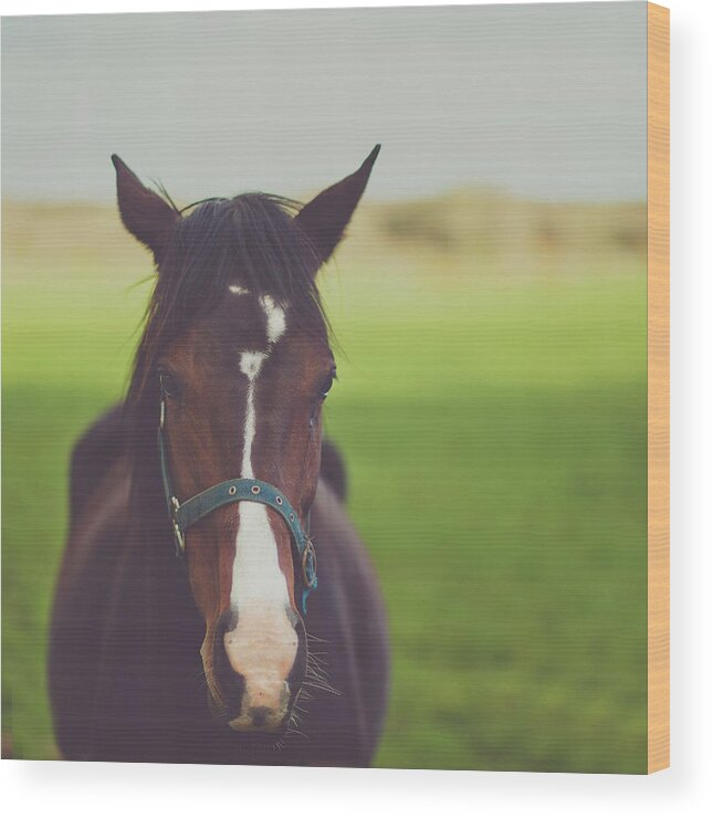 Horse Wood Print featuring the photograph Horse In Green Field by Kay Maguire