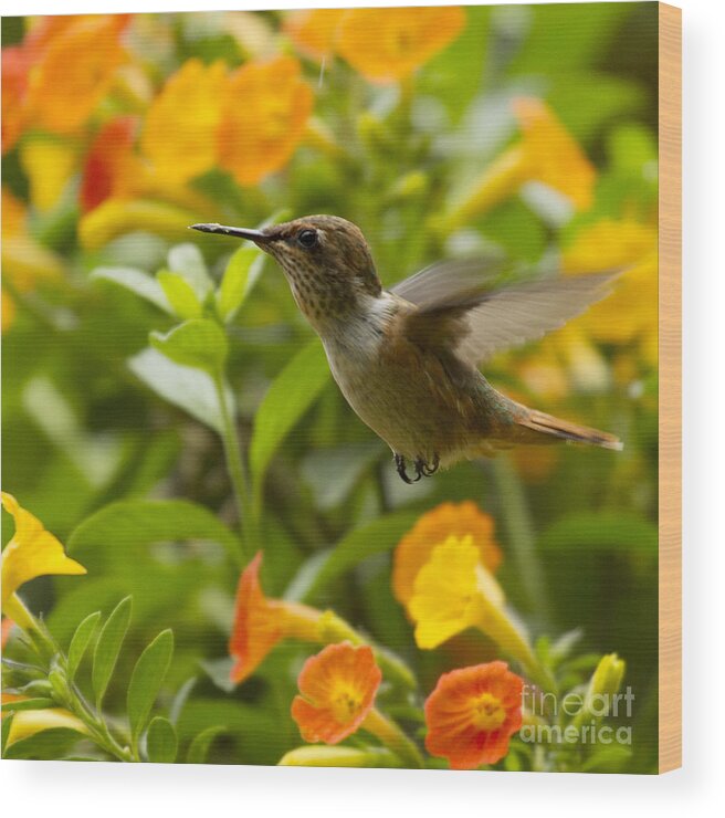 Bird Wood Print featuring the photograph Hummingbird looking for food by Heiko Koehrer-Wagner