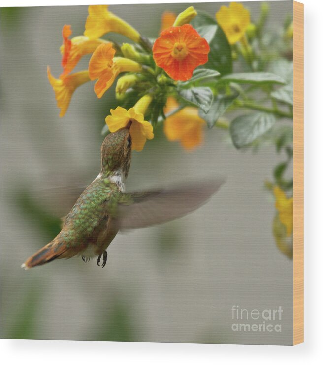 Bird Wood Print featuring the photograph Hummingbird sips Nectar by Heiko Koehrer-Wagner