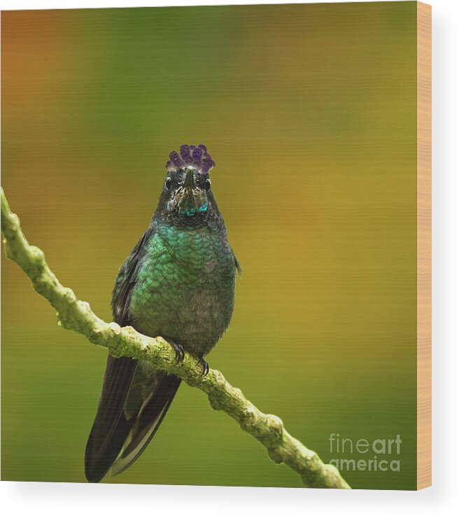 Magnificent Hummingbird Wood Print featuring the photograph Hummingbird with a lilac Crown by Heiko Koehrer-Wagner