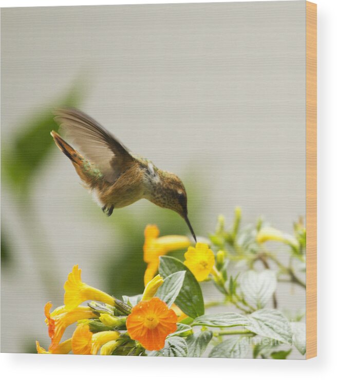 Hummingbird Wood Print featuring the photograph Hungry Flowerbird by Heiko Koehrer-Wagner