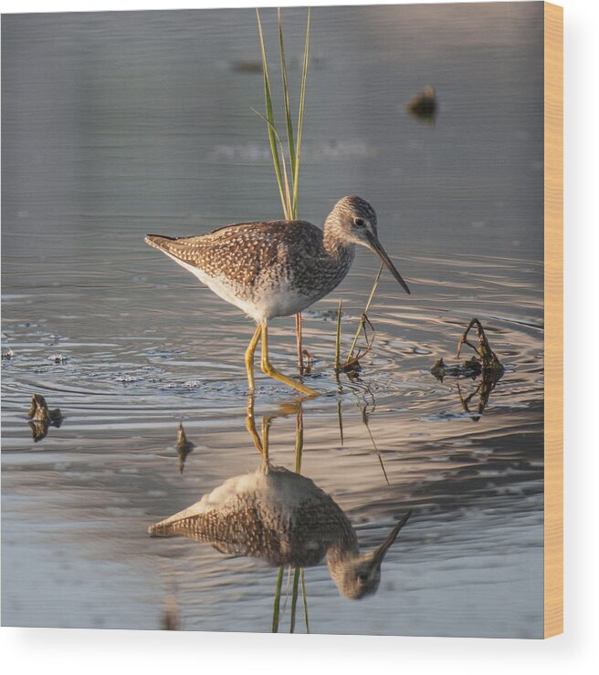 Lesser Yellowlegs Wood Print featuring the photograph Hunting by Cathy Kovarik