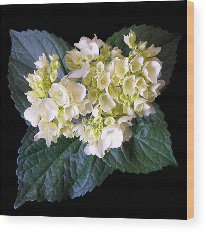 Flowers Wood Print featuring the photograph Hydrangea Green I Still Life Flower Art Poster by Lily Malor