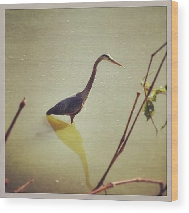 Atascaderolake Wood Print featuring the photograph I Believe This Is A Blue Heron. Of by Lisa-marie Jordan