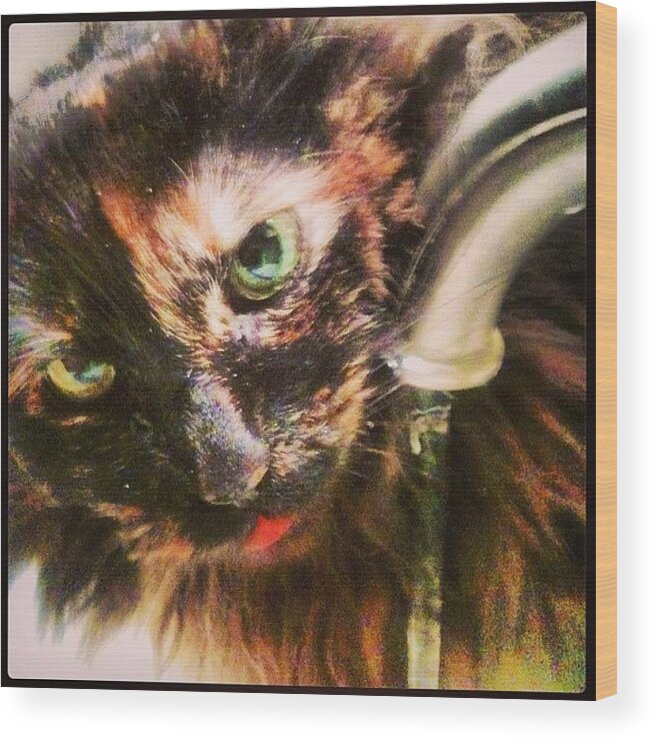 Caughtintheact Wood Print featuring the photograph I Caught My #sweetcat Drinking Water by Migdalia Jimenez