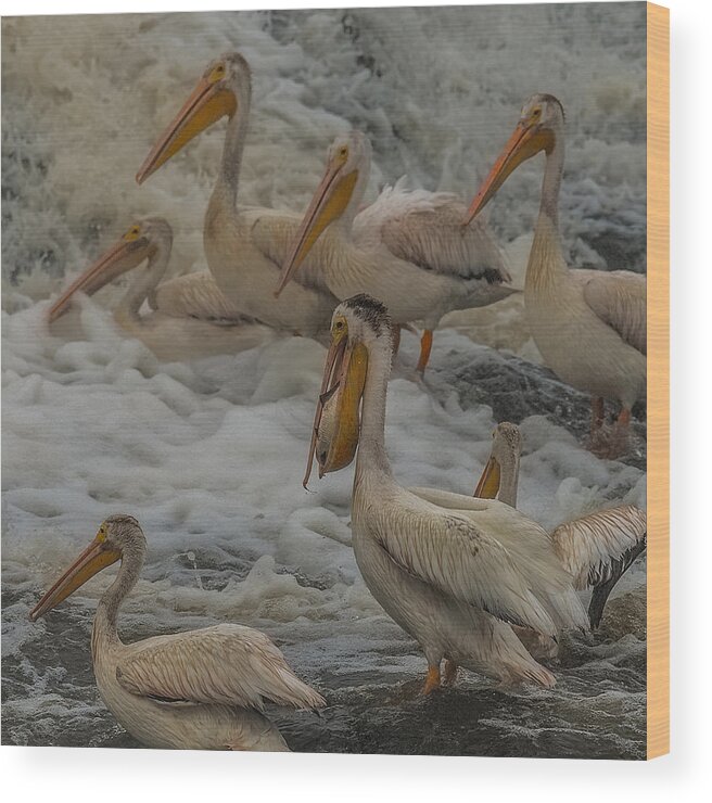 Pelican Wood Print featuring the photograph I caught one by Paul Freidlund