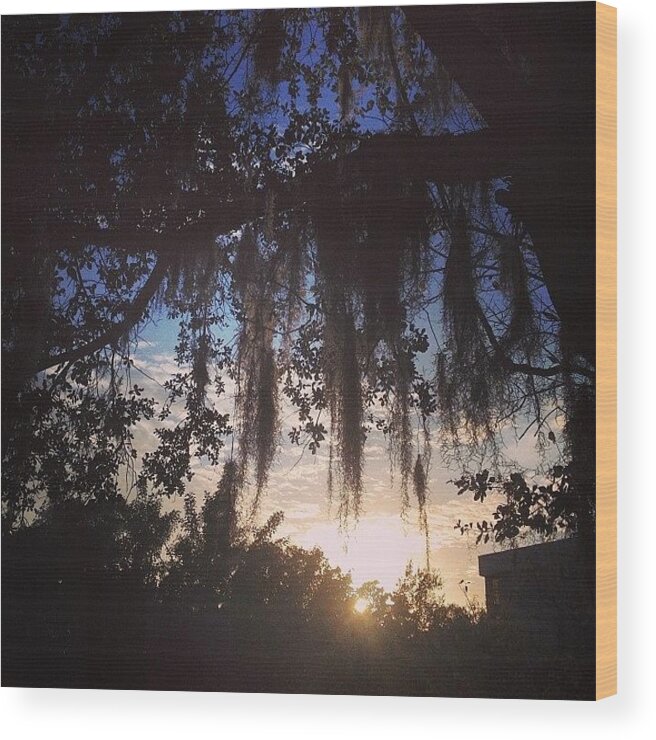Magic Wood Print featuring the photograph I Miss The #magic Of Spanish Moss by Rose Read