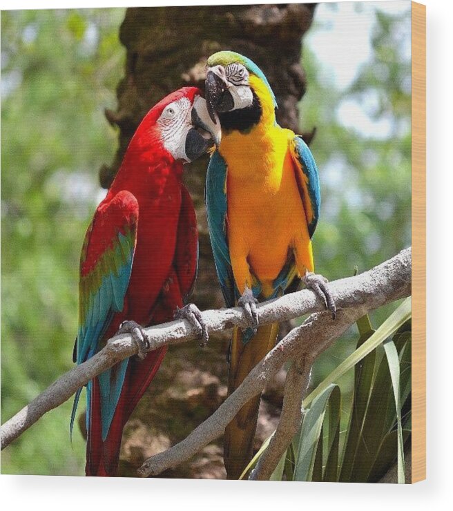  Wood Print featuring the photograph I Thought These Were Parrots Not Love by Jinxi The House Cat