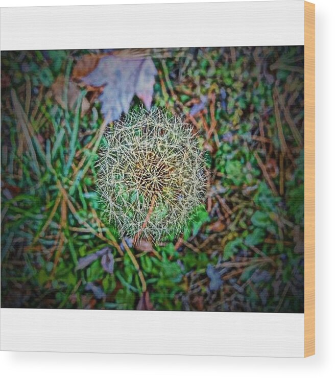 Nature Wood Print featuring the photograph I Was A Dandelion Puff by Katie Phillips