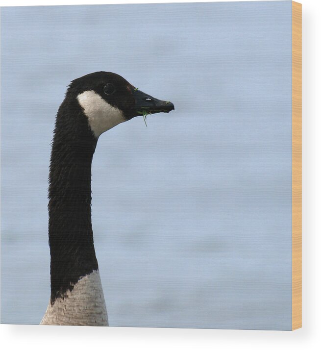Goose Wood Print featuring the photograph I Was Not Eating Your Lawn by Thomas Young