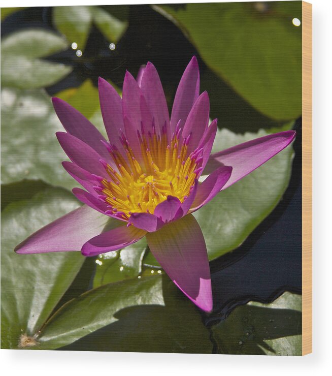 Lotus Wood Print featuring the photograph Illumination by Brian Governale