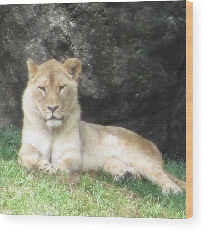 Lioness Wood Print featuring the photograph I'm Pretty And I Know It by Diannah Lynch