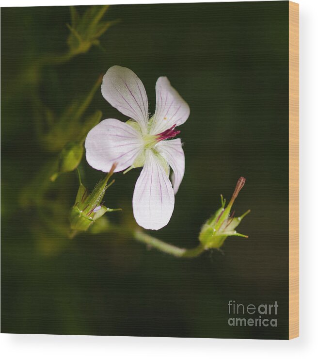 Macro Wood Print featuring the photograph In The Limelight by Tamara Becker