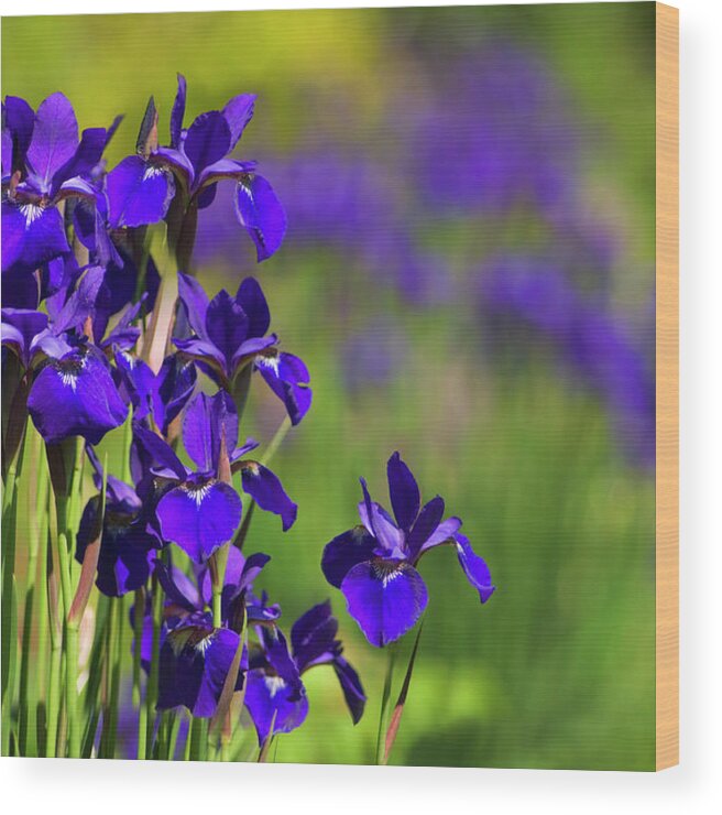 Iris Sp. Wood Print featuring the photograph Iris Flowers (iris Sp.) by Maria Mosolova/science Photo Library