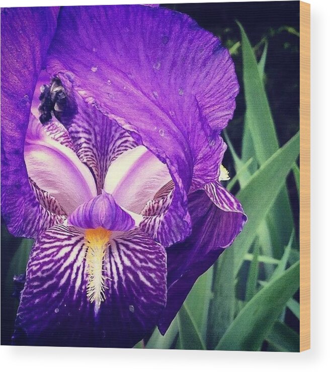 Flower Wood Print featuring the photograph Iris by Nate Ragolia