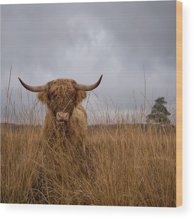 Cow Wood Print featuring the photograph It Wasn't Me by Gert Van Den