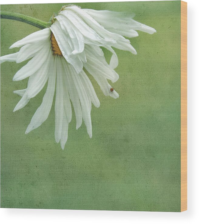 Daisy Wood Print featuring the photograph Itsy Spider by Sally Banfill